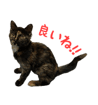 サビ猫すずの日常（個別スタンプ：2）
