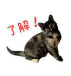 サビ猫すずの日常（個別スタンプ：3）