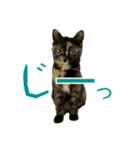 サビ猫すずの日常（個別スタンプ：4）