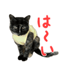サビ猫すずの日常（個別スタンプ：5）