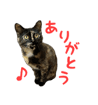 サビ猫すずの日常（個別スタンプ：6）