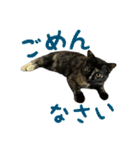 サビ猫すずの日常（個別スタンプ：7）