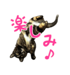 サビ猫すずの日常（個別スタンプ：8）