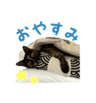 サビ猫すずの日常（個別スタンプ：10）