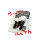 サビ猫すずの日常（個別スタンプ：11）
