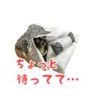サビ猫すずの日常（個別スタンプ：12）