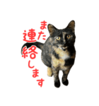 サビ猫すずの日常（個別スタンプ：13）