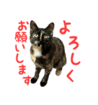 サビ猫すずの日常（個別スタンプ：14）