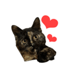 サビ猫すずの日常（個別スタンプ：15）