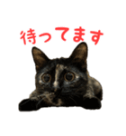サビ猫すずの日常（個別スタンプ：16）