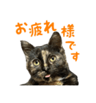 サビ猫すずの日常（個別スタンプ：17）