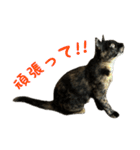 サビ猫すずの日常（個別スタンプ：18）