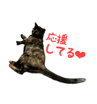 サビ猫すずの日常（個別スタンプ：19）