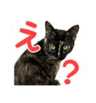 サビ猫すずの日常（個別スタンプ：20）