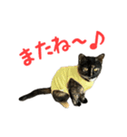 サビ猫すずの日常（個別スタンプ：21）