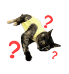 サビ猫すずの日常（個別スタンプ：22）