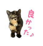 サビ猫すずの日常（個別スタンプ：23）