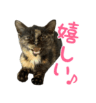 サビ猫すずの日常（個別スタンプ：24）