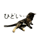 サビ猫すずの日常（個別スタンプ：25）