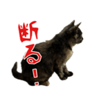 サビ猫すずの日常（個別スタンプ：26）