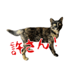 サビ猫すずの日常（個別スタンプ：27）
