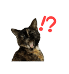 サビ猫すずの日常（個別スタンプ：28）