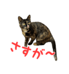 サビ猫すずの日常（個別スタンプ：29）