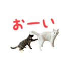 サビ猫すずの日常（個別スタンプ：30）