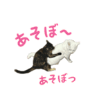 サビ猫すずの日常（個別スタンプ：31）