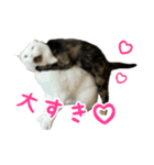 サビ猫すずの日常（個別スタンプ：32）