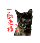 サビ猫すずの日常（個別スタンプ：33）