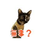 サビ猫すずの日常（個別スタンプ：34）