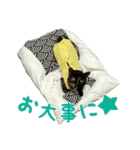サビ猫すずの日常（個別スタンプ：35）