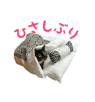 サビ猫すずの日常（個別スタンプ：36）