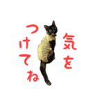 サビ猫すずの日常（個別スタンプ：37）