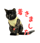 サビ猫すずの日常（個別スタンプ：38）