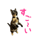 サビ猫すずの日常（個別スタンプ：39）