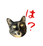 サビ猫すずの日常（個別スタンプ：40）