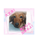 ダックスラらぶらぶ（個別スタンプ：4）