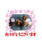 ダックスラらぶらぶ（個別スタンプ：5）