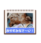 ダックスラらぶらぶ（個別スタンプ：15）