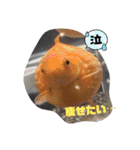 実吉アニマル（個別スタンプ：4）