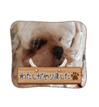実吉アニマル（個別スタンプ：16）