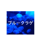 クラゲ の夏は、いかが？（個別スタンプ：1）