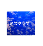 クラゲ の夏は、いかが？（個別スタンプ：2）