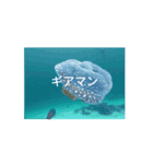 クラゲ の夏は、いかが？（個別スタンプ：8）