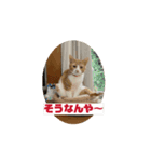 飯田家ねこねこ（個別スタンプ：1）