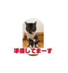 飯田家ねこねこ（個別スタンプ：2）