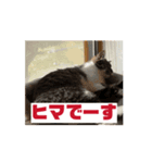 飯田家ねこねこ（個別スタンプ：3）