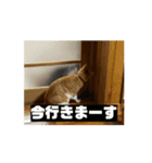 飯田家ねこねこ（個別スタンプ：4）